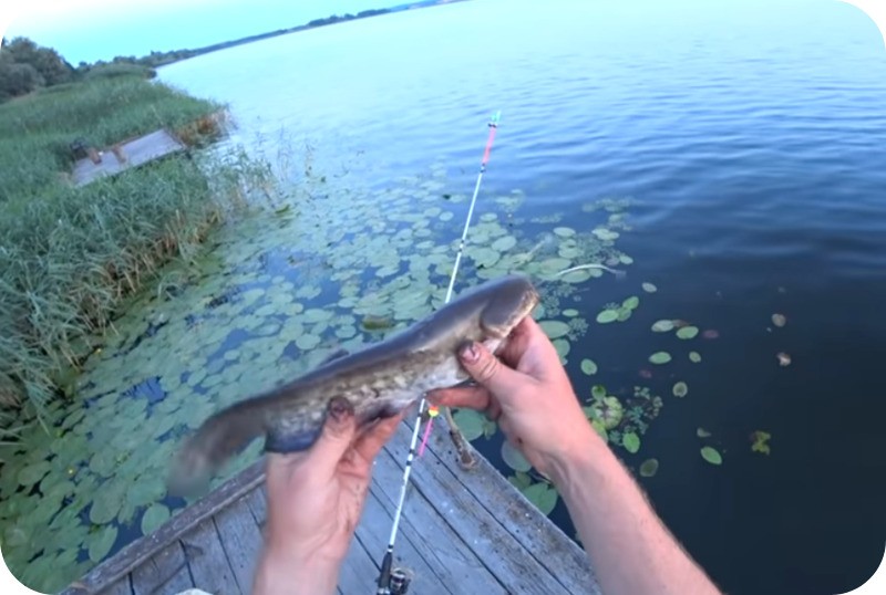How to catch catfish from the shore - the best tackle and bait