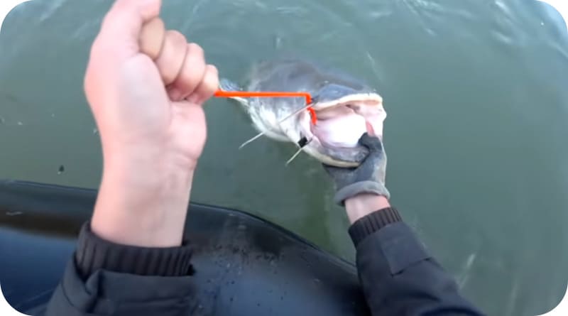 How to catch catfish from the shore and what bait to use