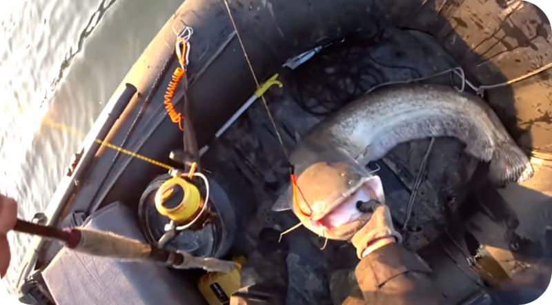 How to catch catfish from the shore and what bait to use