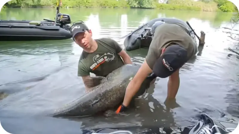 How to catch catfish from the shore and what bait to use