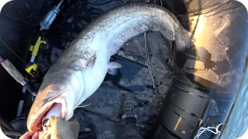 How to catch catfish from the shore and what bait to use