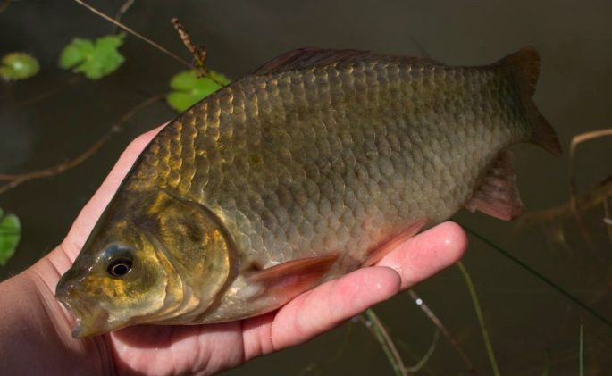 How to catch crucian on a bait, where and when to catch