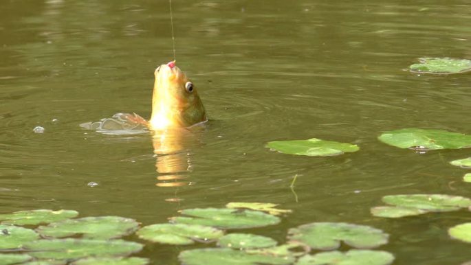 How to catch crucian on a bait, where and when to catch