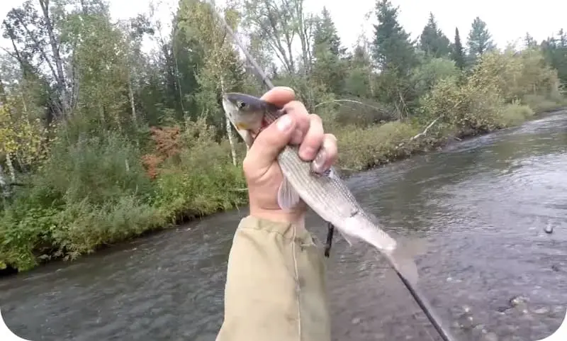 How to catch grayling in summer: fishing tactics and secrets