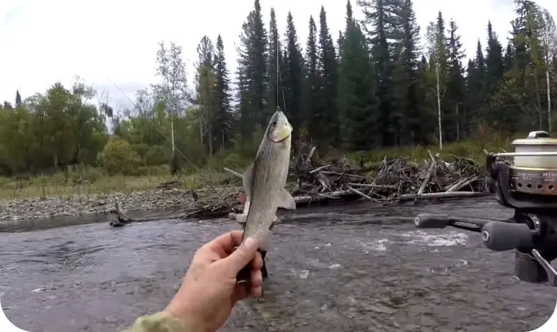 How to catch grayling in summer: fishing tactics and secrets