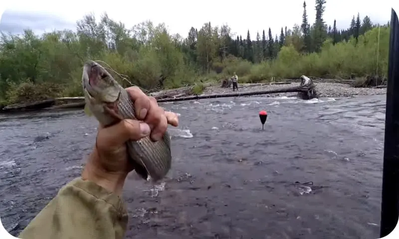 How to catch grayling in summer: fishing tactics and secrets