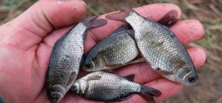 How to catch live bait without a fishing rod: in summer, in winter, how to save live bait
