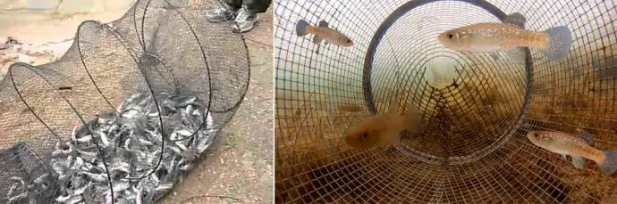 How to catch live bait without a fishing rod: in summer, in winter, how to save live bait