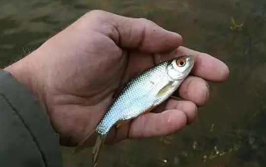 How to catch live bait without a fishing rod: in summer, in winter, how to save live bait