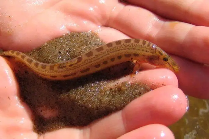How to catch live bait without a fishing rod: in summer, in winter, how to save live bait