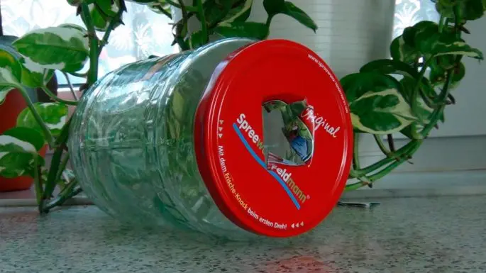 How to catch live bait without a fishing rod: in summer, in winter, how to save live bait