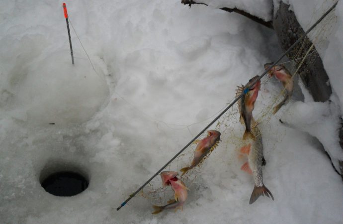 How to catch live bait without a fishing rod: in summer, in winter, how to save live bait