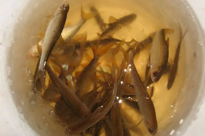 How to catch live bait without a fishing rod: in summer, in winter, how to save live bait