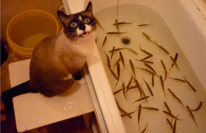 How to catch live bait without a fishing rod: in summer, in winter, how to save live bait