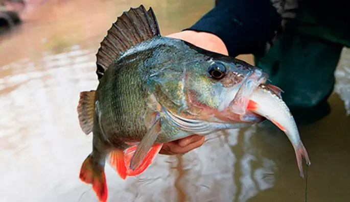 How to catch live bait without a fishing rod: in summer, in winter, how to save live bait