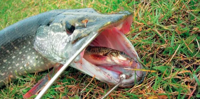 How to catch live bait without a fishing rod: in summer, in winter, how to save live bait