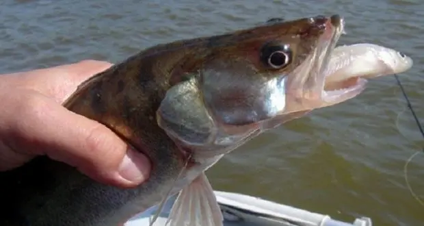 How to catch live bait without a fishing rod: in summer, in winter, how to save live bait