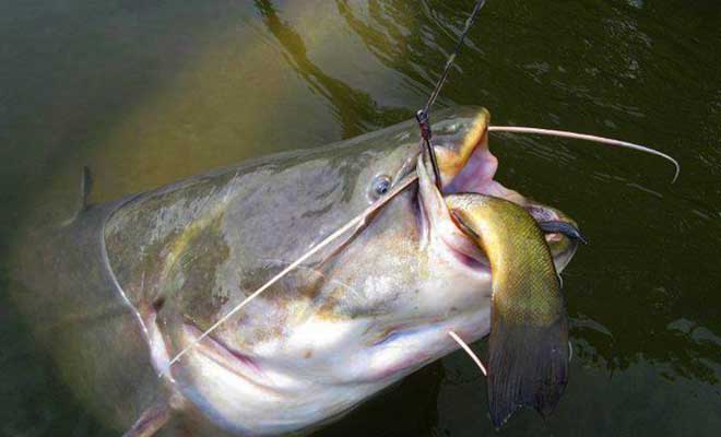 How to catch live bait without a fishing rod: in summer, in winter, how to save live bait