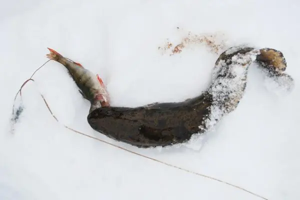 How to catch live bait without a fishing rod: in summer, in winter, how to save live bait