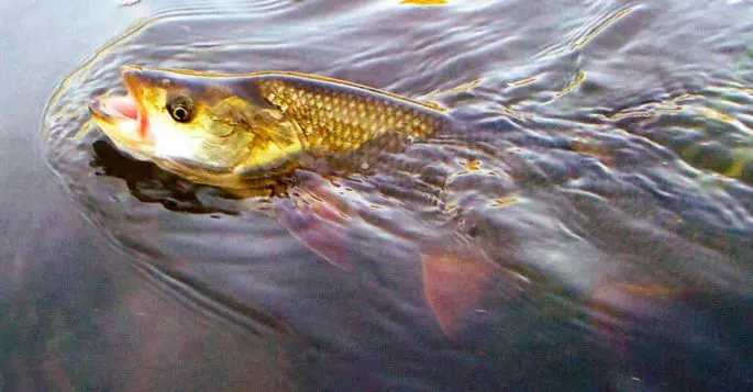 How to catch live bait without a fishing rod: in summer, in winter, how to save live bait