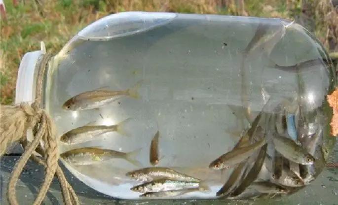 How to catch live bait without a fishing rod: in summer, in winter, how to save live bait