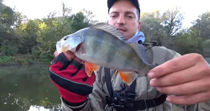 How to catch perch in the summer: the best tactics for an angler