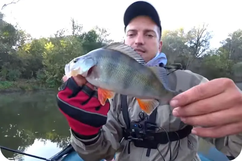 How to catch perch in the summer: the best tactics for an angler