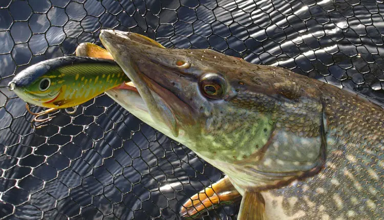 How to catch pike in autumn on the river