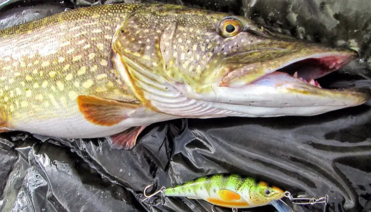 How to catch pike in autumn on the river