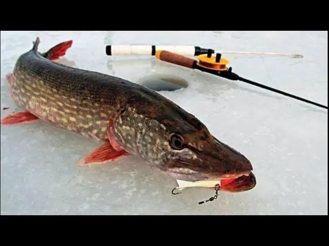 How to catch pike in winter and where to look?