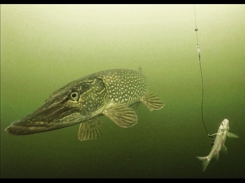 How to catch pike in winter and where to look?