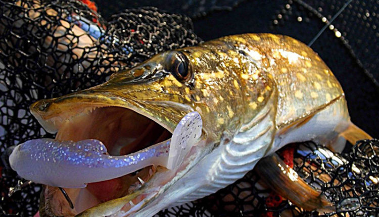 How to catch pike on a spinning rod: tackle, choice of lures, fishing technique