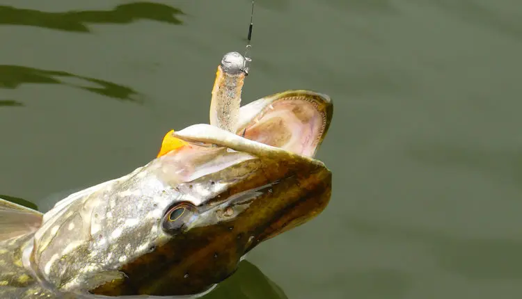 How to catch pike on a spinning rod: tackle, choice of lures, fishing technique