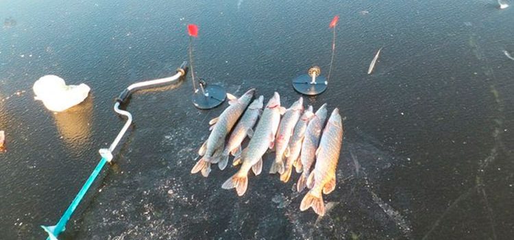 Cara menangkap tombak di zherlitsy di musim dingin: proses pemasangan dan penangkapan ikan