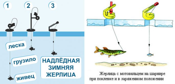 How to catch pike on zherlitsy in winter: installation and fishing process