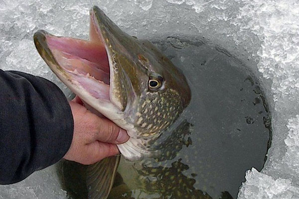 How to catch pike on zherlitsy in winter: installation and fishing process