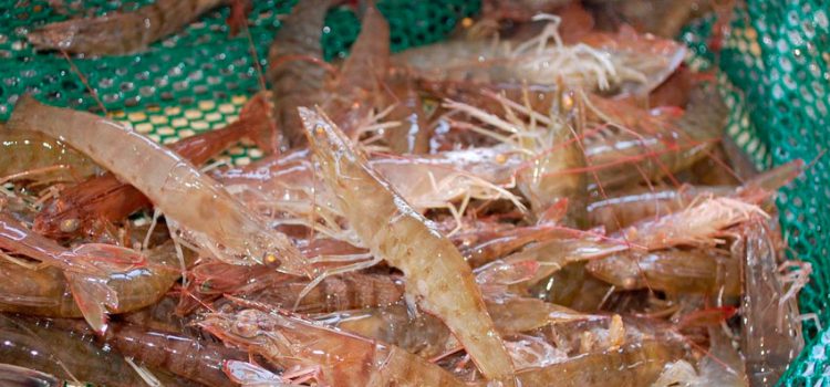 Како ухватити шкампе у Црном мору и Азову, начини хватања шкампа