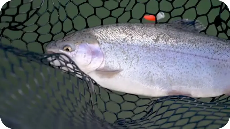 How to catch trout in autumn: the best tactics for anglers