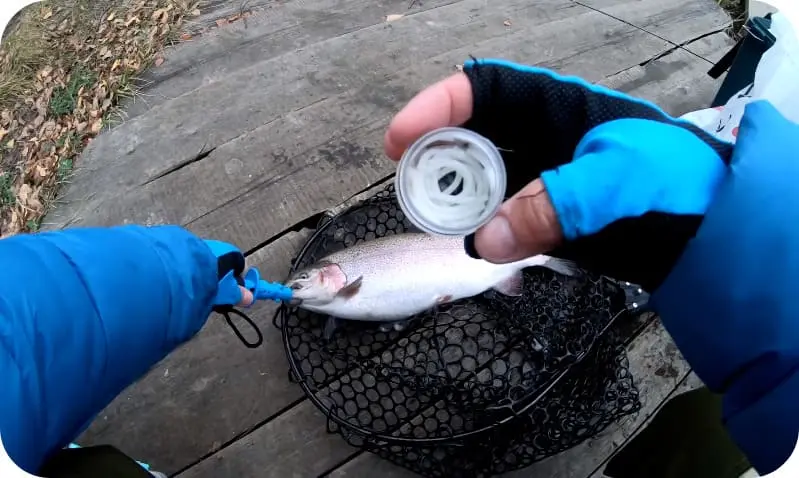 How to catch trout in autumn: the best tactics for anglers