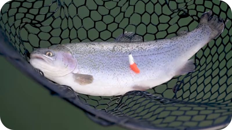 How to catch trout in autumn: the best tactics for anglers