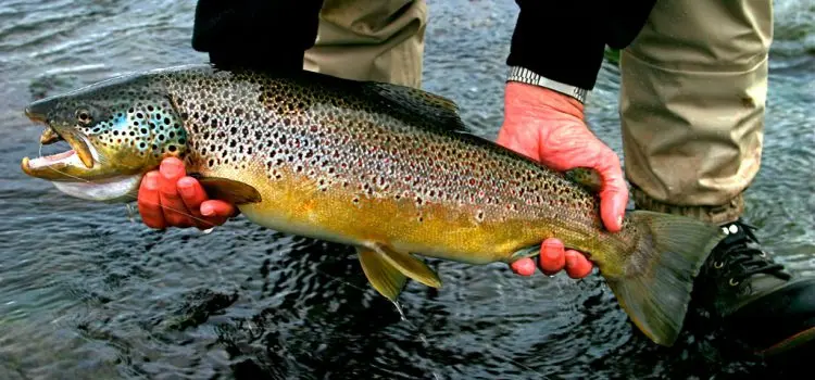 How to catch trout: tackle, bait, bait. Fishing in summer, spring and autumn