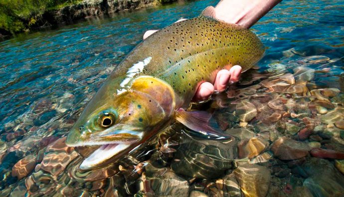 How to catch trout: tackle, bait, bait. Fishing in summer, spring and autumn