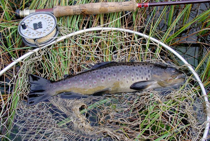 How to catch trout: tackle, bait, bait. Fishing in summer, spring and autumn