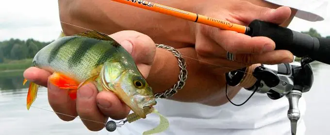 How to choose perch spinning: test, action, rod length