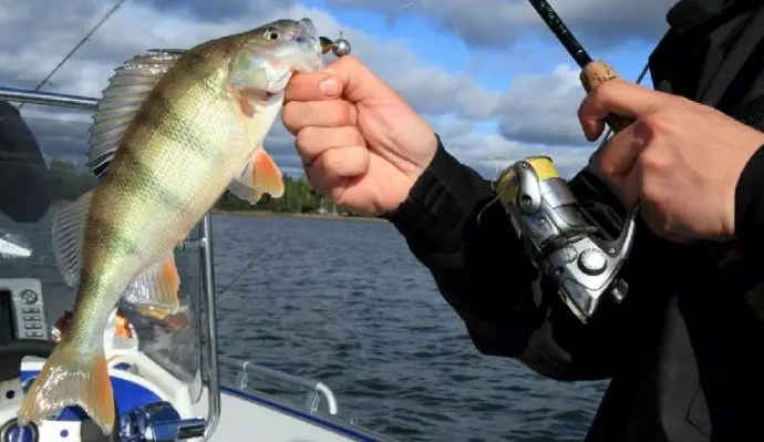 How to choose perch spinning: test, action, rod length