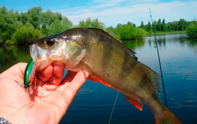 How to choose perch spinning: test, action, rod length