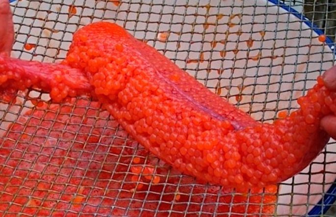 How to clean caviar from the film: pike, pink salmon, carp at home