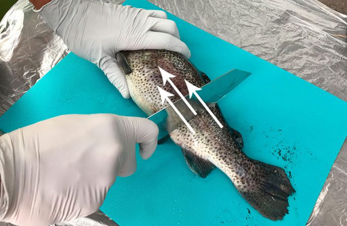 How to clean trout: scales, bones and skin, cleaning tips