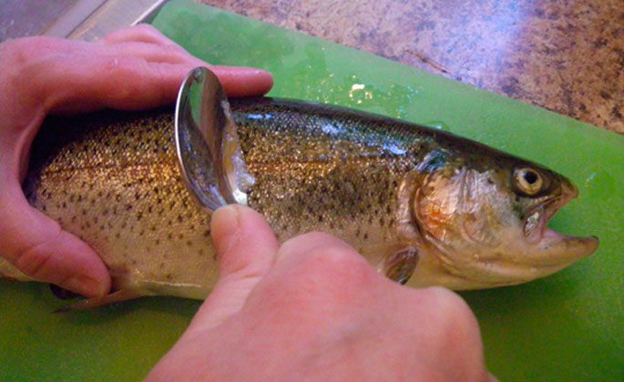 How to clean trout: scales, bones and skin, cleaning tips