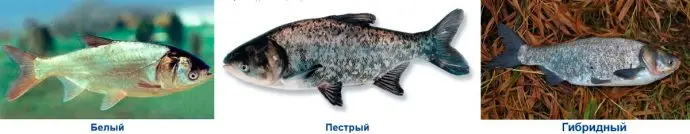 How to deliciously salt silver carp at home, the best recipes